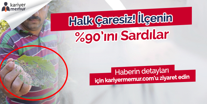 Batı Karadeniz’in Amerikan Beyaz Kelebeği’yle Mücadelesi Yetersiz!