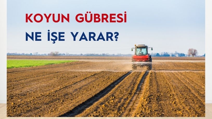 Koyun Gübresi