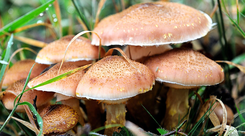 Çorum’da Mantar Zehirlenmesi: Bir Kişi Hayatını Kaybetti, Diğerleri İyileşme Sürecinde