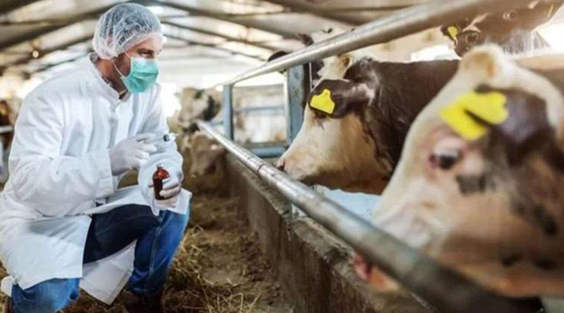 Şap Hastalığı Sebebiyle Sivas’ta Kurban Pazarı Açılmayacak!