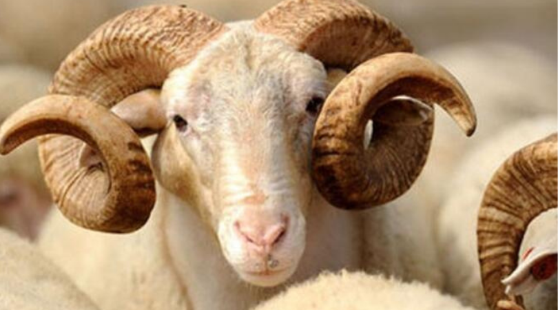 Bayrama Doğru Sessiz Tırmanış! Kurbanlık Fiyatları Ne Diyor?